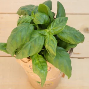 Basilic grosse feuille BIO - 1 pot - Happy